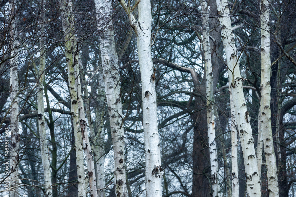 Fototapeta premium Birch Tree woodland in Richmond Park, London, England