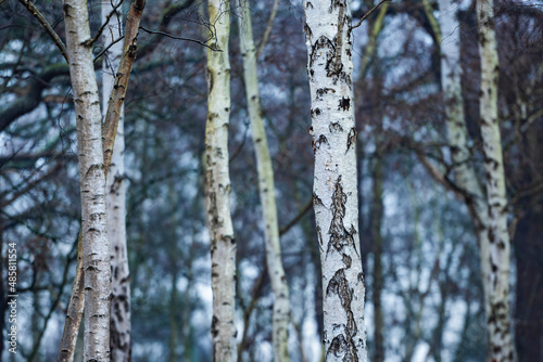 Birch Tree woodland in Richmond Park, London, England