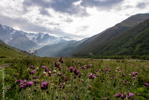 Thistle flowers blooming in the a valley leading to the Shkhara Glacier in the Greater Caucasus Mountain Range in Georgia, Svaneti Region, Ushguli. Blooming. Sun beams, morning mood. Alpine meadows