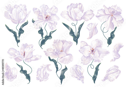 "Middle Ages Tulips" set of unusual variety tulips crossed with irises. They look like flowers from still lifes of artists that time. Vector isolated on white background easy to edit, for your designs