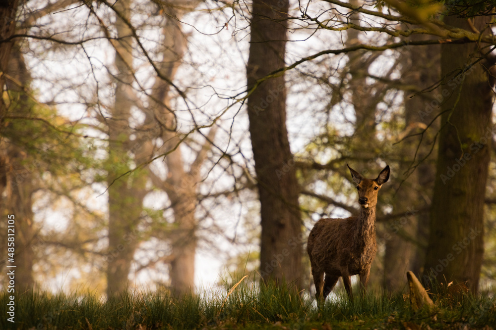Red Deer in Richmond Park, London, England Red Deer in Richmond Park, London, England