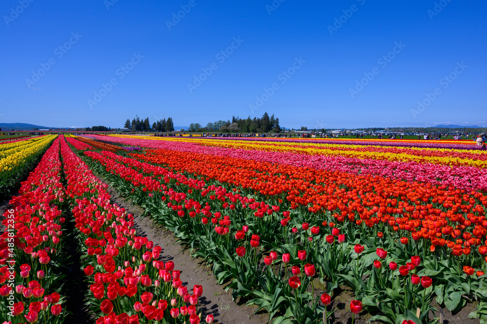 Large field of Tulips in Mt. Vernon, Washington 