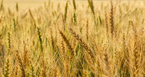 golden wheat field © Михаил Бобков