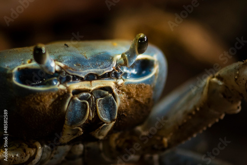 Blue Land Crab (Cardisoma Guanhumi), Tortuguero National Park, Limon Province, Costa Rica photo