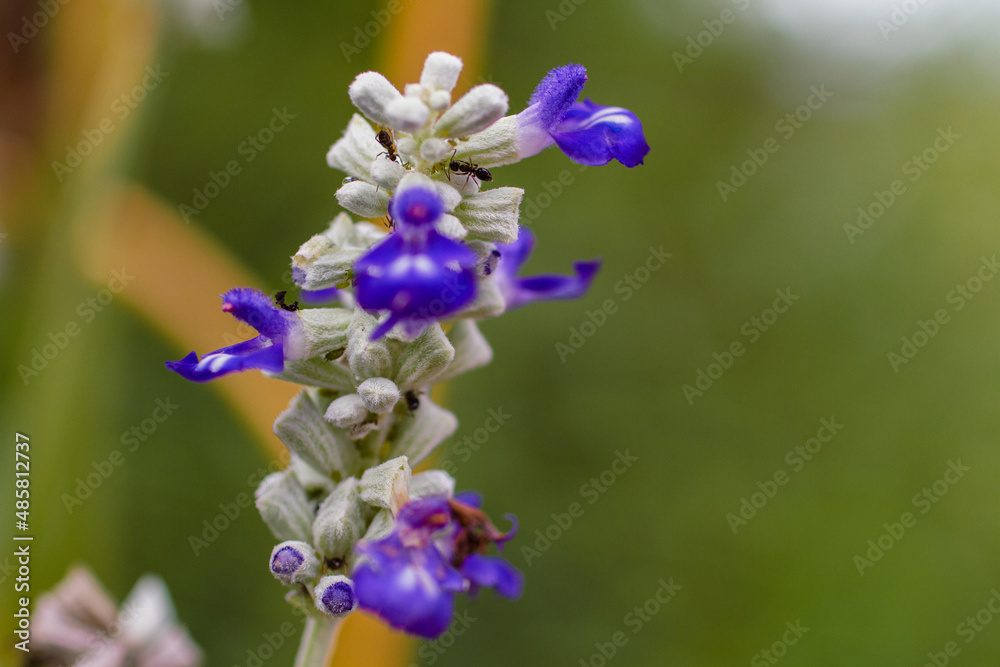 Ants crawling on Salvia uliginosa, the bog sage, flower. Ants crawling on Salvia uliginosa, the bog sage, flower.