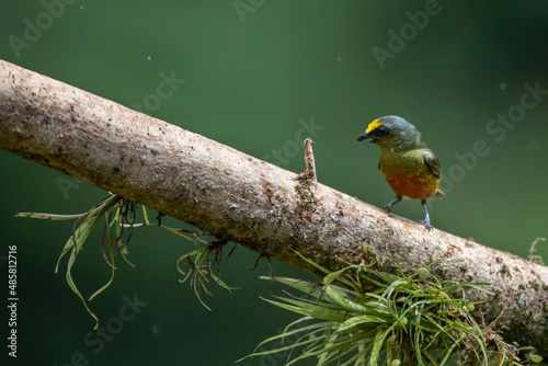 Olive-backed Euphonia (Euphonia gouldi), Boca Tapada, Alajuela Province, Costa Rica photo