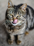 Retrato de gato atigrado callejero que se relame