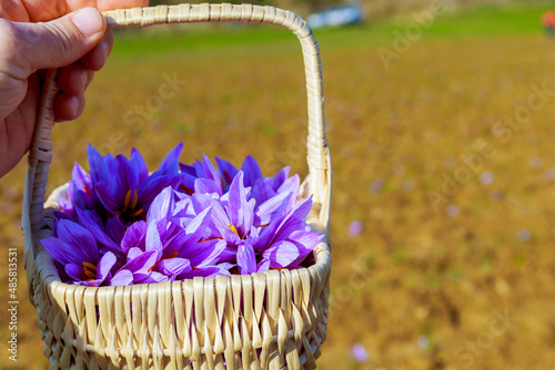 The girl is holding in her hand a wicker basket filled with saffron crocuses. Harvesting in autumn.