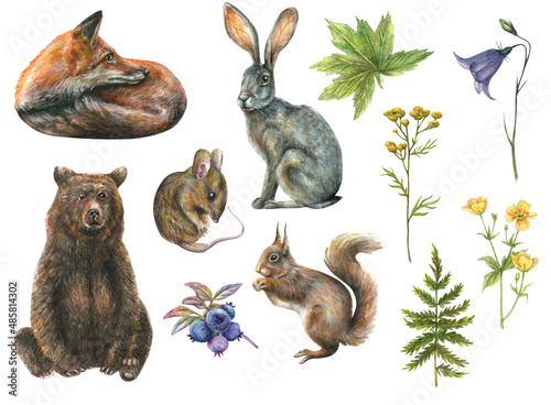 Watercolor set with illustration of cute forest animals gray bunny, fox, mouse, bear squirrel and wild flowers and herbs