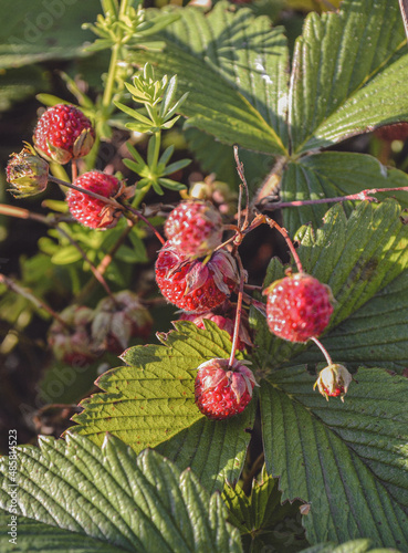 berries on a bush