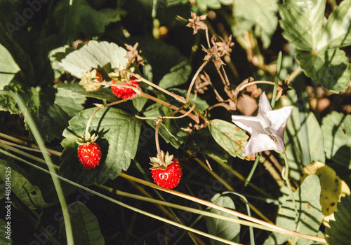 red berries on a bush