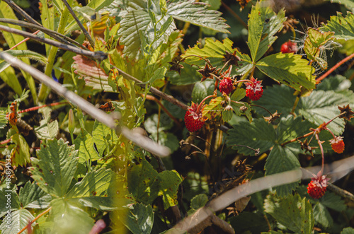 red berries on a bush