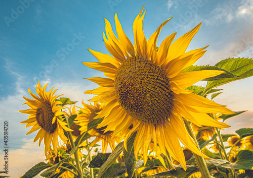sunflower of the blue sky