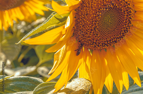 sunflower and bee