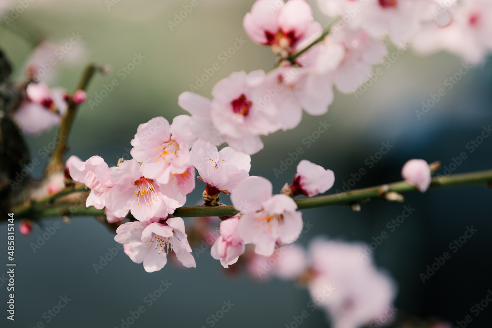 Obraz premium Almond blossom in spring.