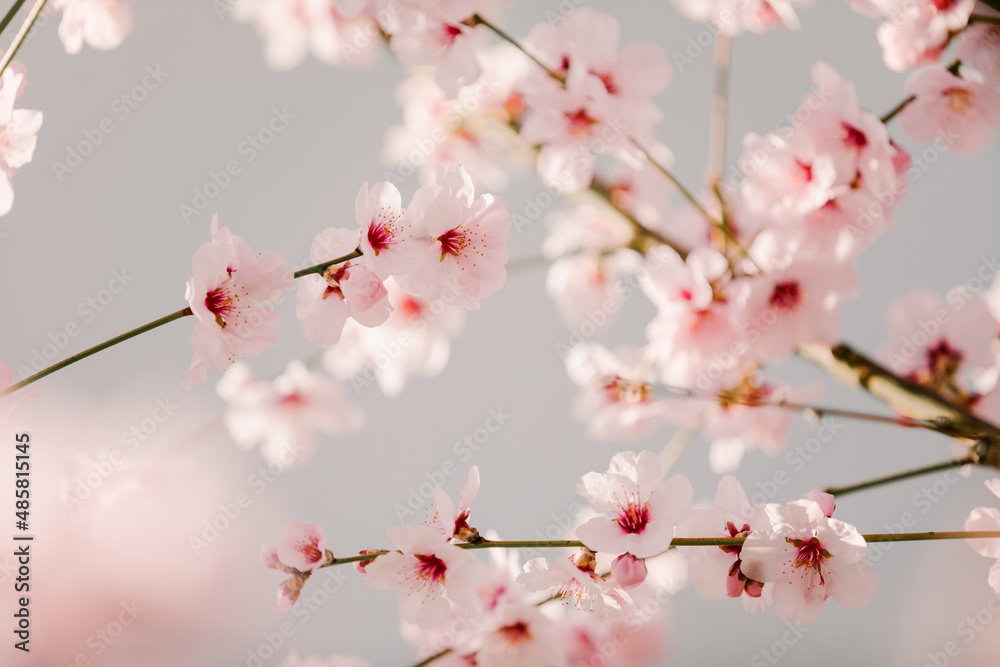 Almond blossom background. Almond tree blooming in springtime with tiny white and pink flowers.