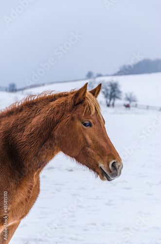 horse in winter