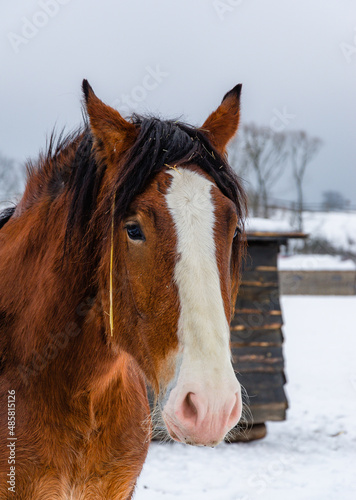 horse in winter