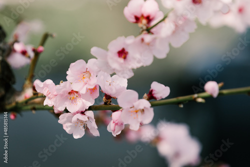 Almond blossom in spring.
