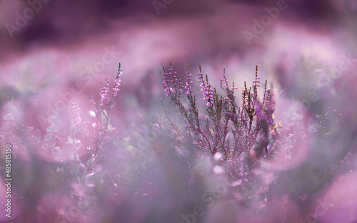 Pink heather flowers in summer in Lapland. Bokeh background. Calluna vulgaris.