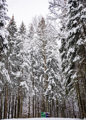 winter in the forest