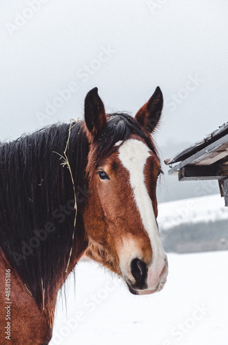 horse in winter