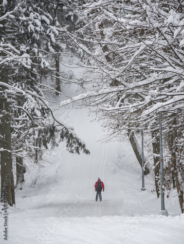 winter in the forest