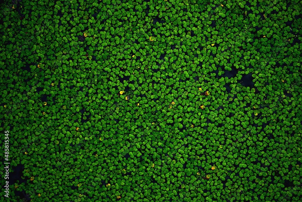 green moss background green moss background