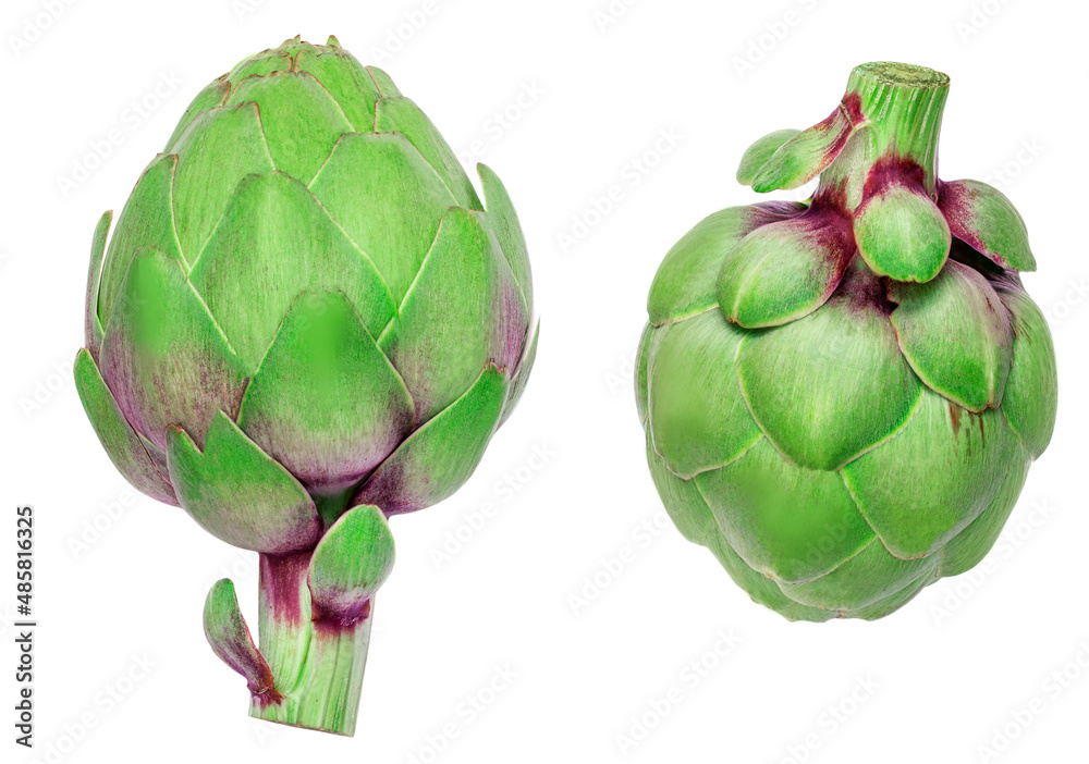 Obraz premium Fresh Artichoke isolated on white background. Raw Artichok closeup