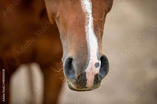 close up of a horse © Александр Ульман