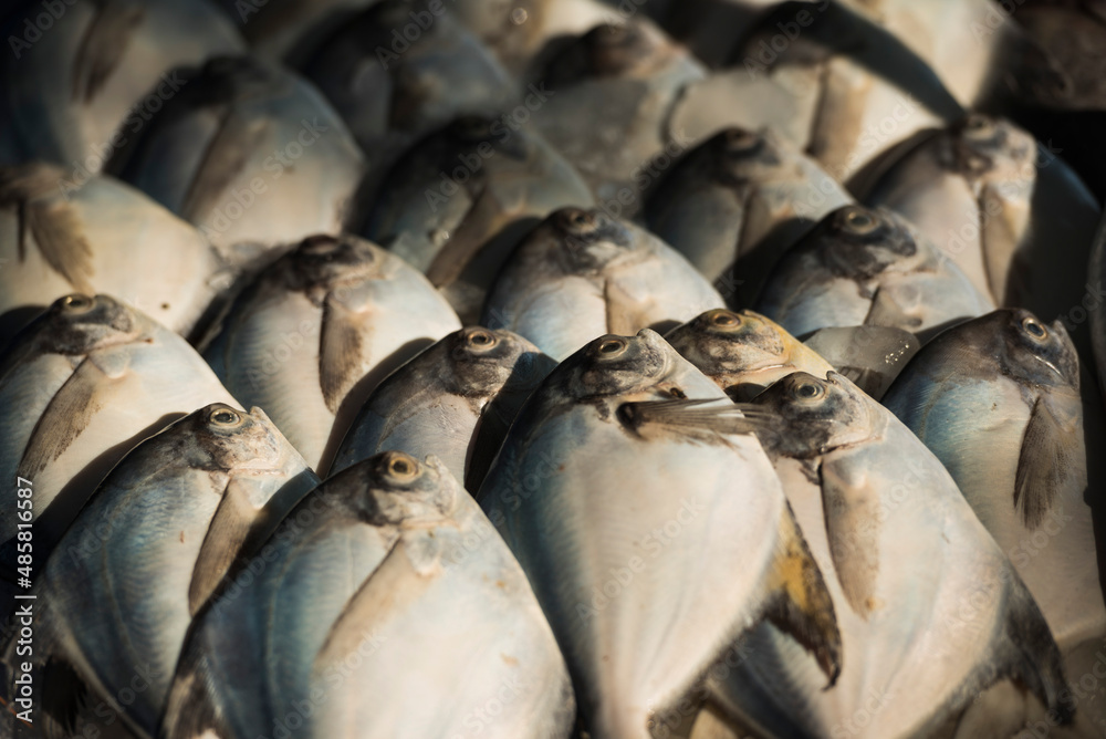 Obraz premium Fish for sale at a food market in Fort Kochi (Cochin), Kerala, India