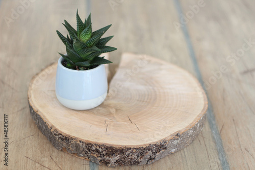 Rustic  natural wooden table and background  trendy design background concept. Modern and floral concept of home garden. Nature love. Interior with plant. Succulents composition in design and hipster 