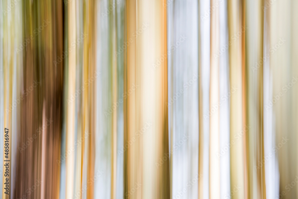 Obraz premium Forest abstract in Munnar, Western Ghats Mountains, Kerala, India