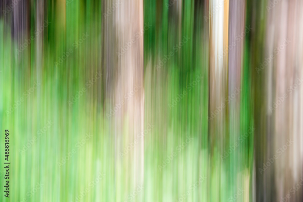 Forest abstract in Munnar, Western Ghats Mountains, Kerala, India Forest abstract in Munnar, Western Ghats Mountains, Kerala, India