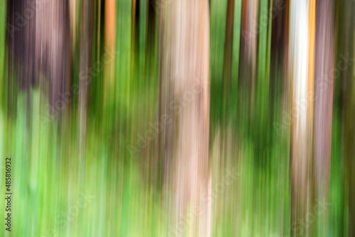Forest abstract in Munnar, Western Ghats Mountains, Kerala, India