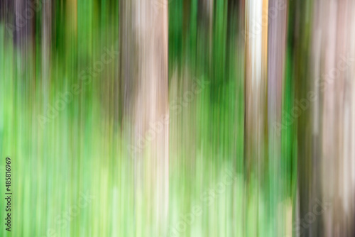 Forest abstract in Munnar  Western Ghats Mountains  Kerala  India