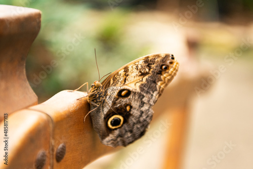 Brown peacock butterfly summer winged insect lepidoptera sitting on blurry nature natural background photo