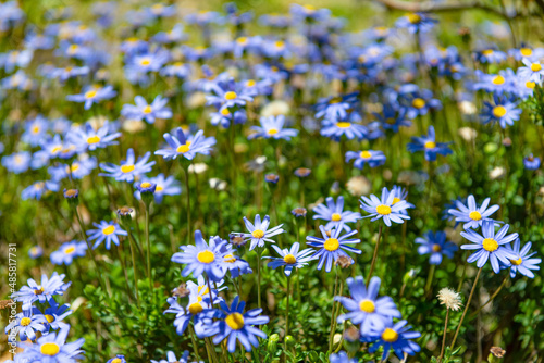 Blue felicia flowering daisy plants blooming in summer meadow photo