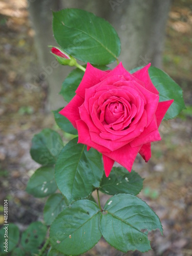 the beautiful rose garden in Japan