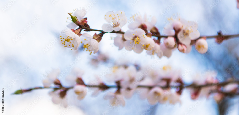 Tree branches blossoming with spring flowers on natural blurry background, blossom Tree branches blossoming with spring flowers on natural blurry background, blossom
