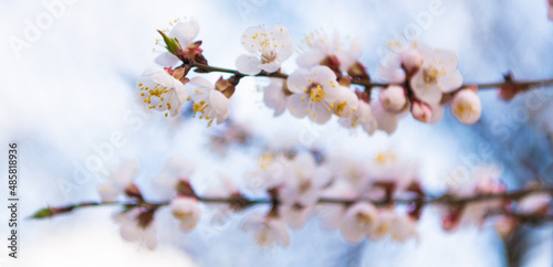 Tree branches blossoming with spring flowers on natural blurry background, blossom