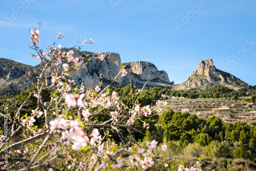 Landscape of Sierra Aitana with Almond trees in bloom
