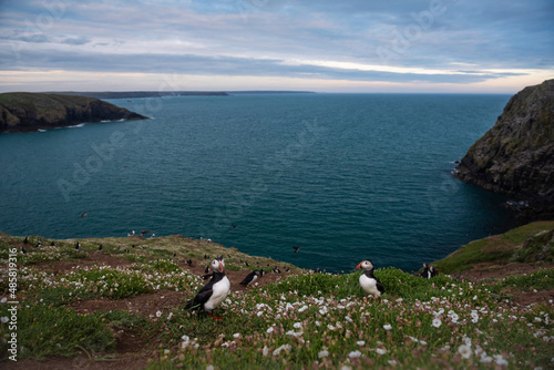 Puffins on Skomer Island, Pembrokeshire Coast National Park, Wales, United Kingdom photo