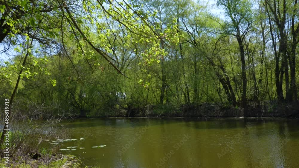 Green fresh spring growth, plants and reeds blooming on brown surface of fresh lake, pond or river water. Green leafy trees growing on shores of river. Natural spring slow motion 4k video landscape Green fresh spring growth, plants and reeds blooming on brown surface of fresh lake, pond or river water. Green leafy trees growing on shores of river. Natural spring slow motion 4k video landscape