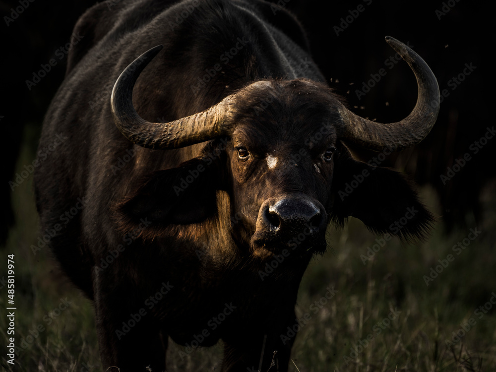 African Buffalo (Syncerus caffer aka Cape Buffalo) at El Karama Ranch, Laikipia County, Kenya African Buffalo (Syncerus caffer aka Cape Buffalo) at El Karama Ranch, Laikipia County, Kenya