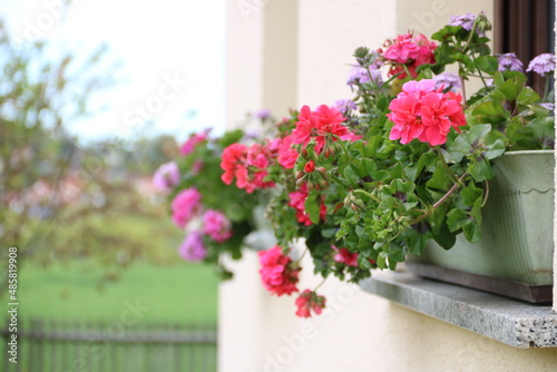 Fototapeta Naklejka Na Ścianę i Meble -  Bunte Blumen blühen auf Fensterbänken in ländlicher Umgebung