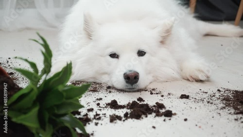 Guilty dog on the floor next to an overturned flower