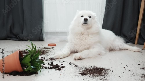 Guilty dog on the floor next to an overturned flower