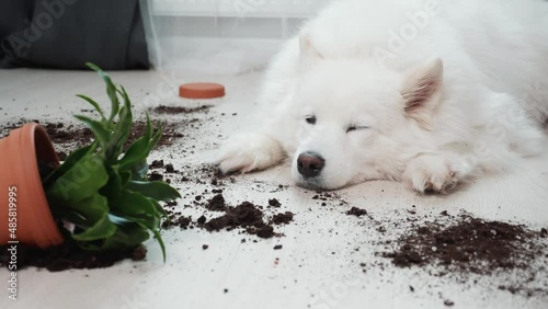 Guilty dog on the floor next to an overturned flower