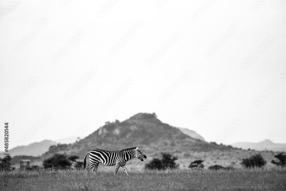 Fototapeta premium Zebra (Equus quagga) at El Karama Ranch, Laikipia County, Kenya